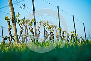 First spring leaves on a trellised vine growing in vineyard