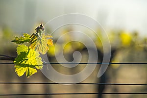 First spring leaves on a trellised vine growing in vineyard