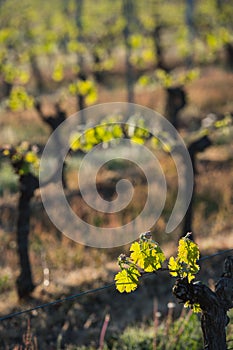 First spring leaves on a trellised vine growing in vineyard