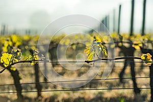 First spring leaves on a trellised vine growing in vineyard