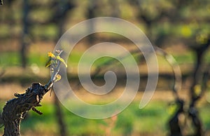 First spring leaves on a trellised vine growing in vineyard