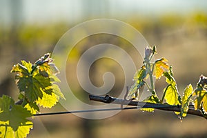 First spring leaves on a trellised vine growing in vineyard