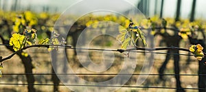 First spring leaves on a trellised vine growing in vineyard