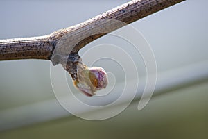 First spring leaves on a trellised vine growing in vineyard, Bordeaux, France