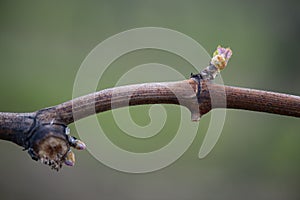 First spring leaves on a trellised vine growing in vineyard, Bordeaux, France