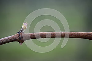 First spring leaves on a trellised vine growing in vineyard, Bordeaux, France