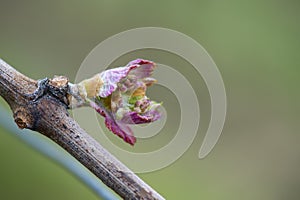 First spring leaves on a trellised vine growing in vineyard, Bordeaux, France