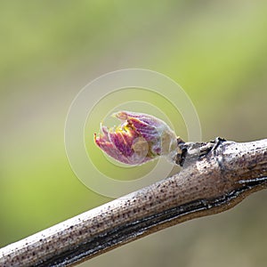 First spring leaves on a trellised vine growing in vineyard, Bordeaux, France