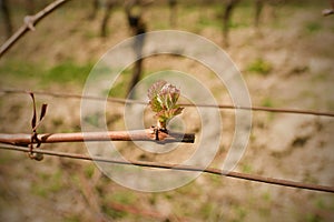 First spring leaves on a trellised vine growing in vineyard. Close-up.