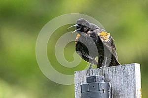 First Spring Male Red-winged Blackbird