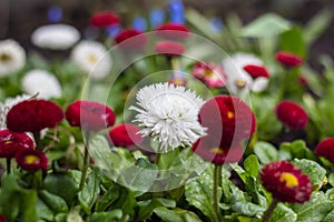 The first spring multi-colored daisies in the garden