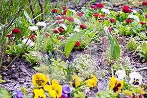 The first spring multi-colored daisies in the garden. Multicolored Bellis flowers