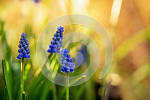 First spring Muscari on flowerbed in the garden in sunny day with natural bokeh