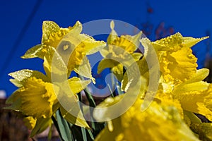 First spring narcissi