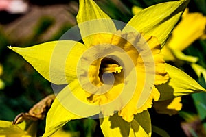 First spring narcissi