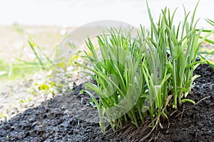 First spring plants. First green grass.