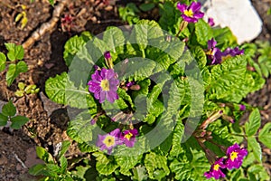 The first spring primrose flowers against a background of green leaves.