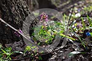 The first spring primrose at the roots of an old oak tree against the background of last year`s fallen leaves on a natural backgro