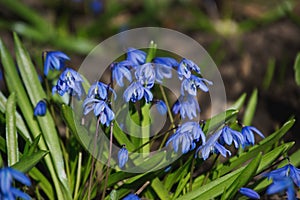 First spring primroses, blue Scilla flowers