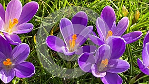 First spring purple crocuses flowers with bee growing in forest