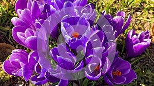 First spring purple crocuses flowers with bee growing in forest