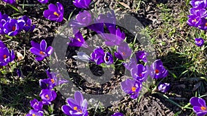 First spring purple crocuses flowers with bee growing in forest