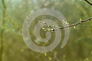 The first spring raindrops on the branches of a tree in the forest