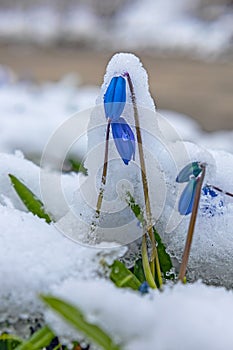 First spring scilla flowers under snow