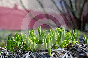 The first spring shoots