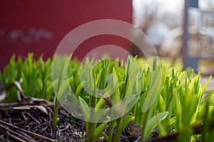 The first spring shoots