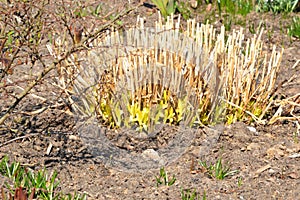 The first spring small shoots. Sprouts of flowers in the ground in the garden in early spring, horticulture