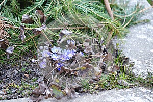 The first spring small shoots. Sprouts of flowers in the ground in the garden in early spring, horticulture