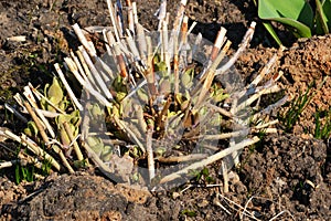 The first spring small shoots. Sprouts of flowers in the ground in the garden in early spring, horticulture