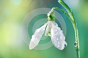 First Spring Snowdrop Flower with Water Drops on Sunny Blurred