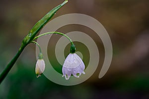 First spring snowdrop flowers in the garden