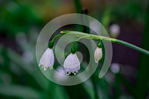 First spring snowdrop flowers in the garden