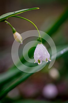 First spring snowdrop flowers in the garden