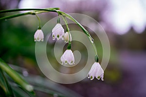 First spring snowdrop flowers in the garden