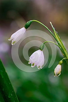 First spring snowdrop flowers in the garden