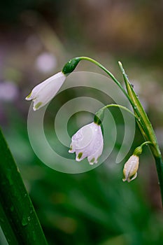 First spring snowdrop flowers in the garden