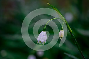 First spring snowdrop flowers in the garden