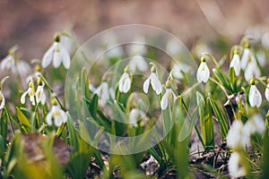 First spring snowdrops flowers fresh and delicate in the forest or meadow field