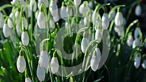 First spring snowdrops - galanthus nivalis - blooming in the forest