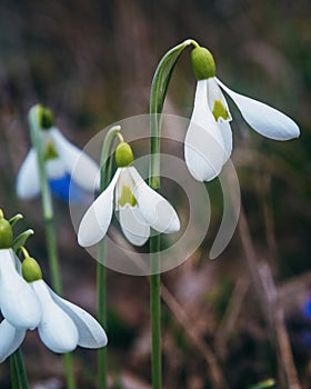 First spring snowdrops in the wild. Flowers of Galanthus