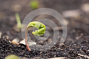 The first spring sprout on the ground