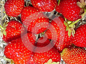 The first spring strawberries. Freshly harvested garden strawberry crop.