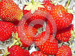 The first spring strawberries. Freshly harvested garden strawberry crop.