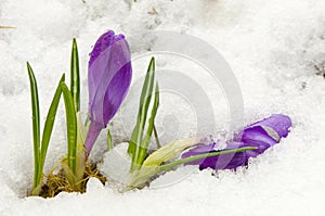 First spring crocus flower on snow