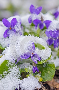 First spring violets flowers under snow