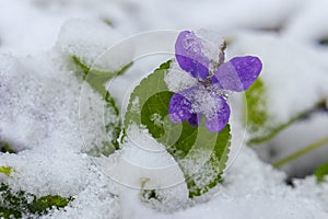 First spring violets flowers under snow